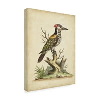 Védjegy Képzőművészet 'Edwards Woodpecker' vászon művészete: George Edwards